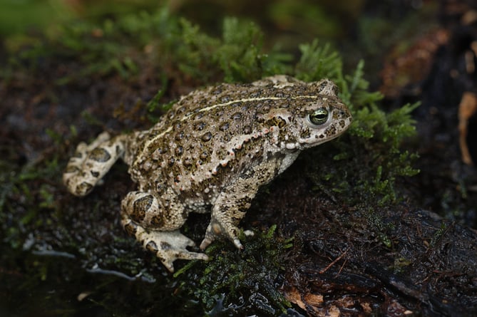 A heathland Natterjack Toad in the South Downs National Park by Benjamin Bruce SDNPA