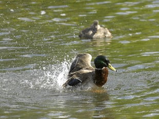 Sewage spills in East Hampshire more than quadrupled in 2023