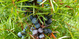 Project to bring back the native juniper tree wins South Downs grant