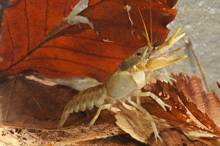 European freshwater crayfish (Austropotamobius pallipes). Side view. Liguria. Italy.