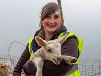 Woolly good time as hundreds flock to lambing days at Meon Valley farm