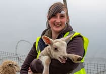 Woolly good time as hundreds flock to lambing event at Meon Valley farm