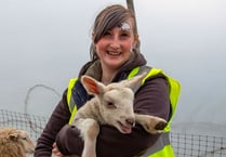 Woolly good time as hundreds flock to lambing days at Meon Valley farm