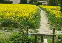 Picture of the week: Oilseed rape paints Alton's landscape yellow