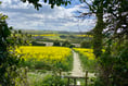 Picture of the week: Oilseed rape paints Alton's landscape yellow