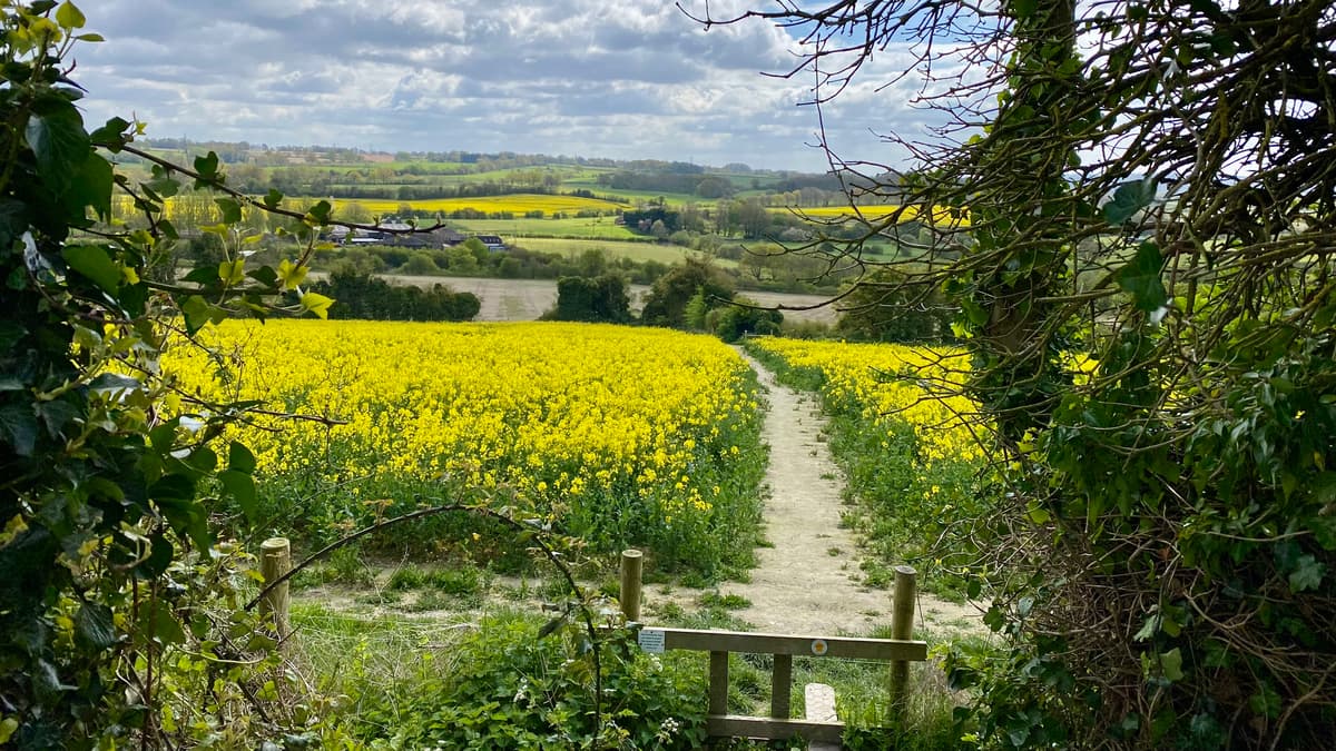 Picture of the week: Oilseed rape paints East Hampshire's landscape bright yellow 