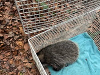 Young badger freed after being stuck in electricity substation 