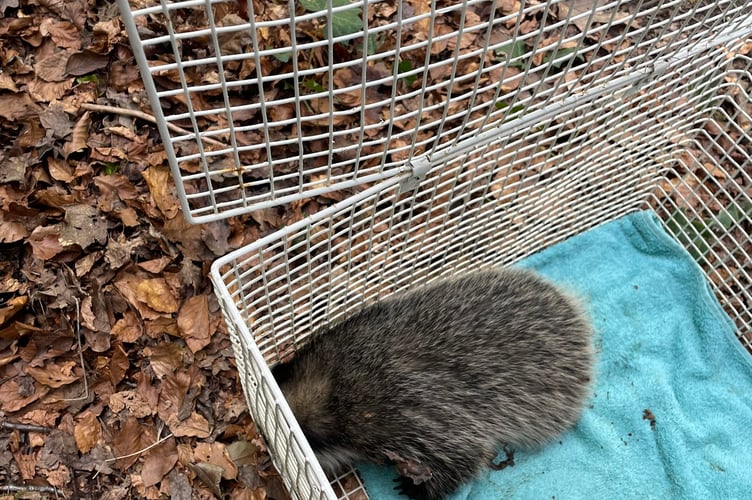 The young badger after being rescued.