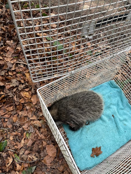 The young badger after being rescued.