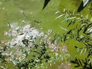 Council splashes cash on fountain plan to combat stinky pond algae