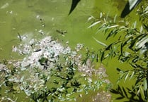 Council splashes cash on fountain plan to combat stinky pond algae
