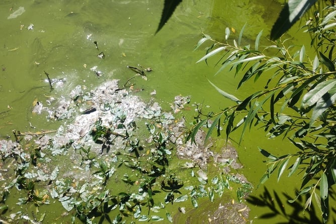Heath Pond algae