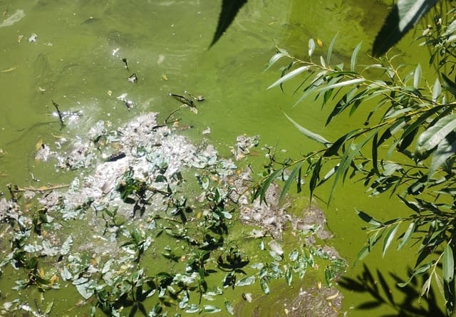 Council splashes cash on fountain plan to combat stinky pond algae