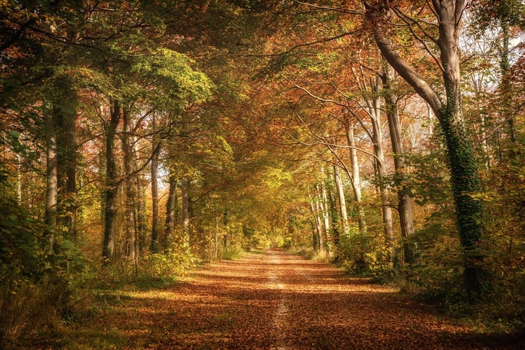 Pathway to autumn Friston Forest by Sam Moore