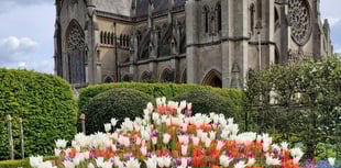 Ramblers go Dutch as tulip festival among highlights of Arundel walk