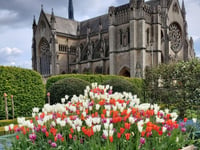 Ramblers go Dutch as tulip festival among highlights of Arundel walk