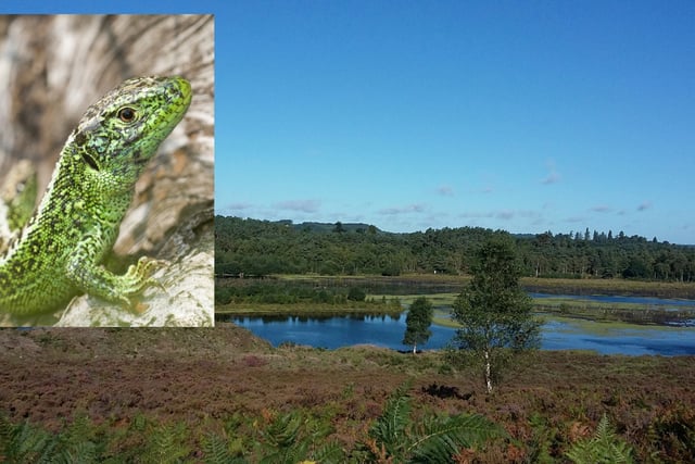 There's never been a better time to discover the secrets of our heaths