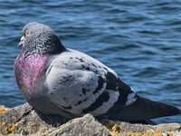 Faith Comment: Taking wing in our faith