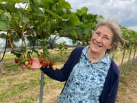 Strawberry fields forever: Durleighmarsh PYO is cream of Rother Valley