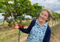 Strawberry fields forever: Durleighmarsh PYO is cream of Rother Valley, 45 years on