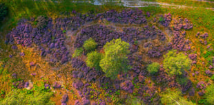 Pretty in purple: never a better time to catch heathlands on camera