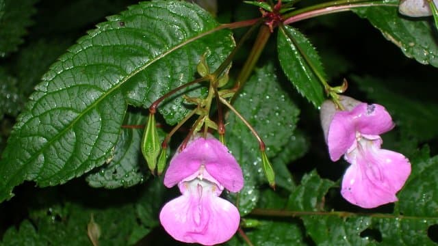 Weed it and reap: Balsam bashers wanted in Petersfield