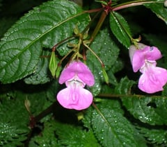 Weed it and reap: Balsam bashers wanted in Petersfield