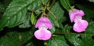 Weed it and reap: Balsam bashers wanted in Petersfield
