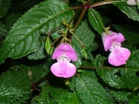 Weed it and reap: Balsam bashers wanted in Petersfield