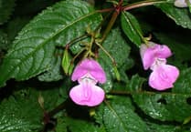 Weed it and reap: Balsam bashers wanted in Petersfield