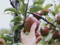 Blackmoor Apple Tasting this weekend