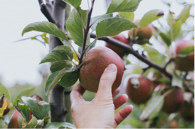 Blackmoor Estate picking days