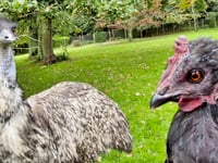 Orphan emu raised by a chicken named Nugget 
