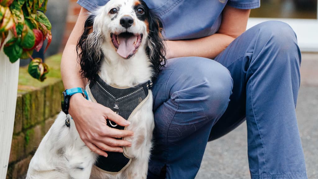 Petersfield vet operates on dog to remove kebab skewer