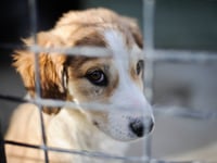 Number of pets abandoned in Hampshire rose by more than a tenth