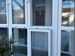 Alton cattery wants to stay purr-manently