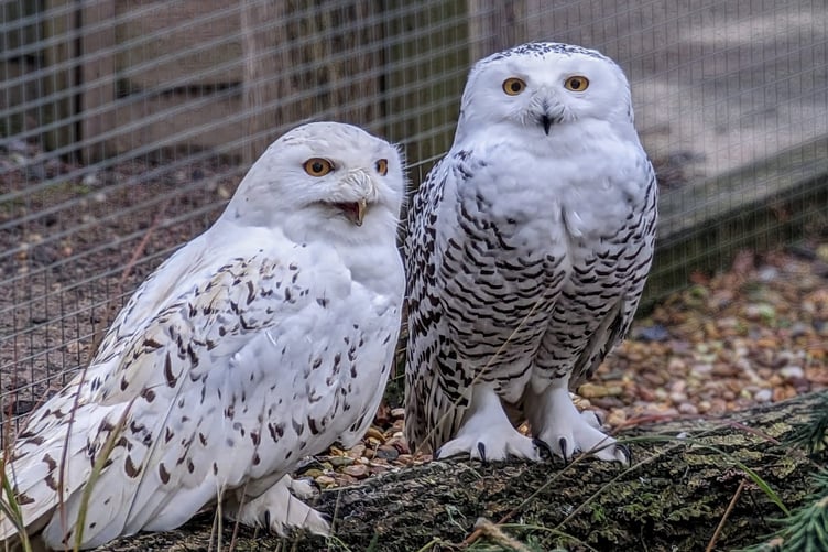 Snowy owls Kettle (left) and Moose at Birdworld. Kettle died this summer and Moose had found a new mate