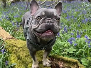 Petersfield vet praised for saving life of Frank the Frenchie