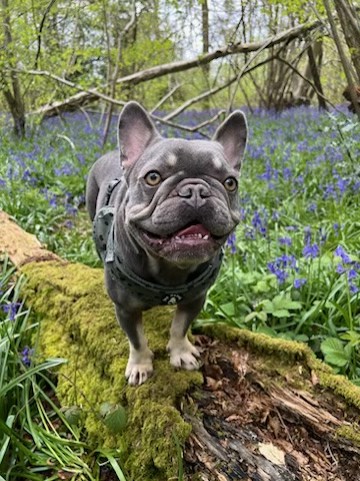 Frank needed surgery after swallowing a fish hook on a visit to Petersfield Heath