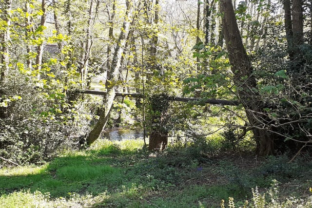 Ecological disaster hangs over River Wey