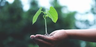 Petersfield Seed Swap to return for a third year