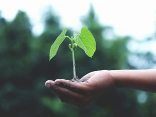 Petersfield Seed Swap to return for a third year