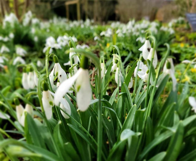 WATCH: See the beauty of Snowdrops at Gilbert White’s House & Gardens