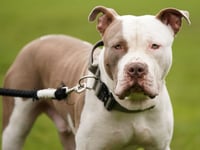Dozens of XL bullies euthanised after seizure by Hampshire Constabulary