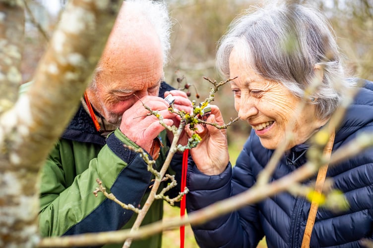 Petersfield’s Festival of Trees, Feb 22, 2025.