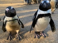 Blind penguin Squid seeks march to victory in worldwide contest