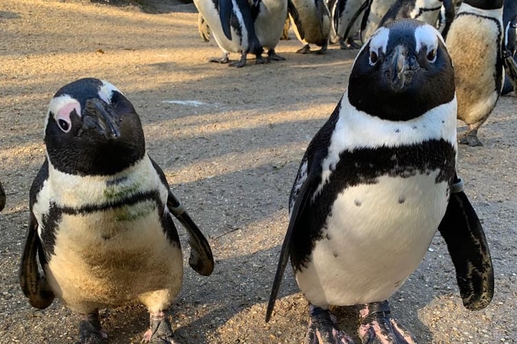 Squid, left, with her guide bird, who is simply called Penguin.