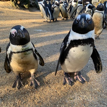 Squid, left, with her guide bird, who is simply called Penguin.