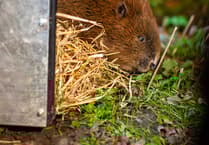 Beaver reintroduction promises biodiversity boom for South Downs wetland
