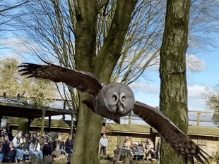 VIDEO: Swoop down to the Hawk Conservancy Trust for a day of bird fun